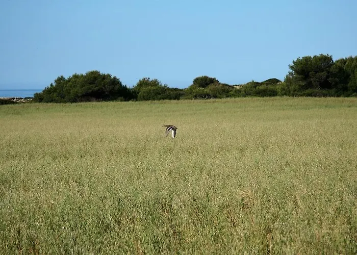 Atalis - Adults Only